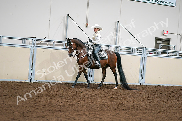 2020 - AB Morgan Horse - Sat, Sept 05 - 08916