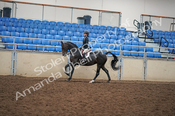 2019 Morgan Horse Show - Aug 30, 2019 - 12278