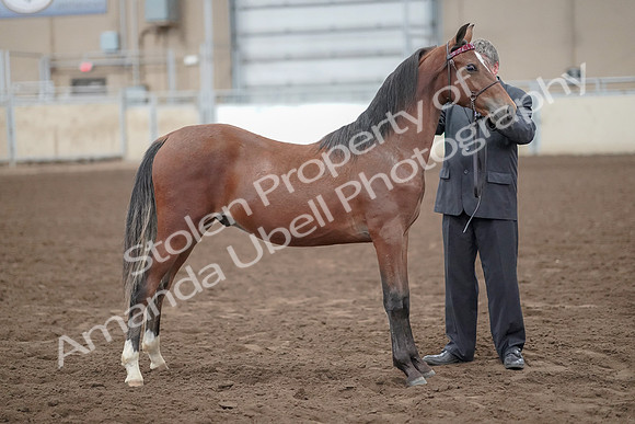 2019 Morgan Horse Show - Aug 31, 2019 - 00276