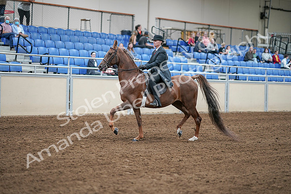 2020 - AB Morgan Horse - Fri, Sept 04 - 07920