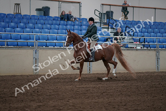 2019 Morgan Horse Show - Sept 01, 2019 - 12256