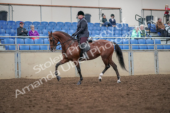 2019 Morgan Horse Show - Aug 30, 2019 - 20252