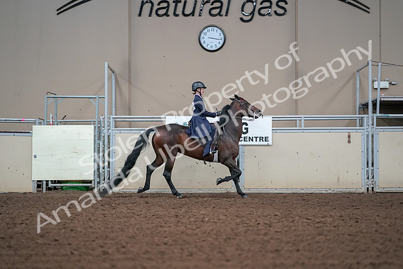 2019 Morgan Horse Show - Aug 30, 2019 - 17954