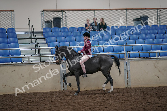 2019 Morgan Horse Show - Aug 30, 2019 - 31148
