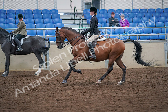 2019 Morgan Horse Show - Aug 30, 2019 - 20512