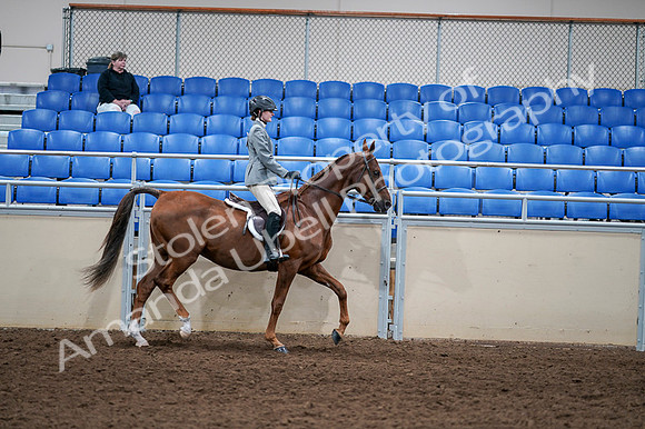2020 - AB Morgan Horse - Fri, Sept 04 - 03181