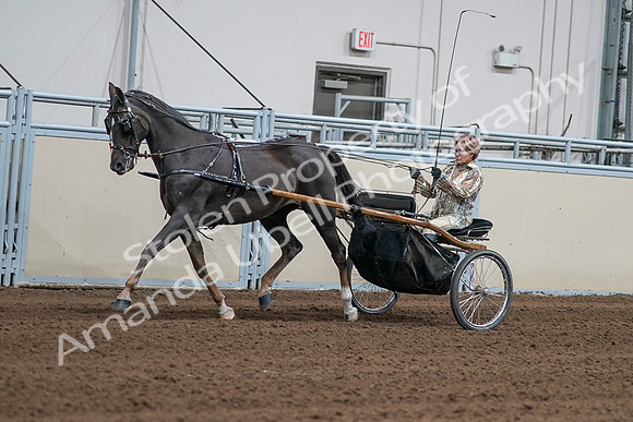 2020 - AB Morgan Horse - Sat, Sept 05 - 05873