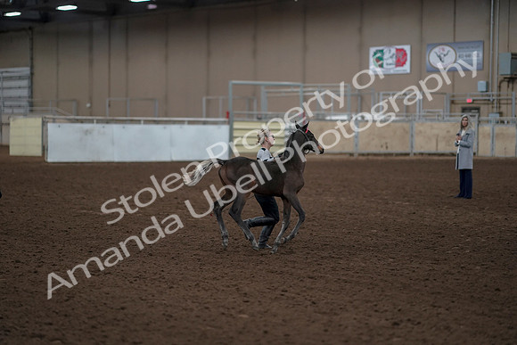 2019 Morgan Horse Show - Aug 31, 2019 - 00203