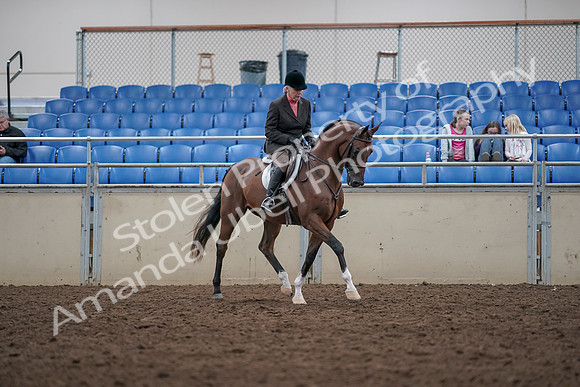 2019 Morgan Horse Show - Aug 31, 2019 - 16195