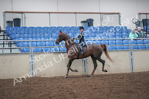 2019 Morgan Horse Show - Aug 30, 2019 - 17820