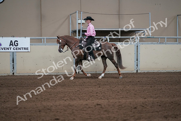 2019 Morgan Horse Show - Sept 01, 2019 - 06890