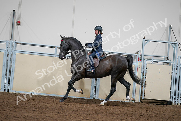 2020 - AB Morgan Horse - Fri, Sept 04 - 03252