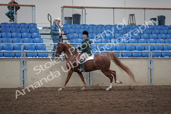 2019 Morgan Horse Show - Sept 01, 2019 - 12320