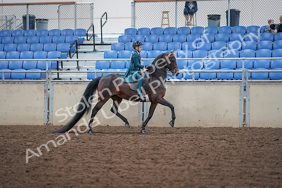 2019 Morgan Horse Show - Aug 30, 2019 - 18164