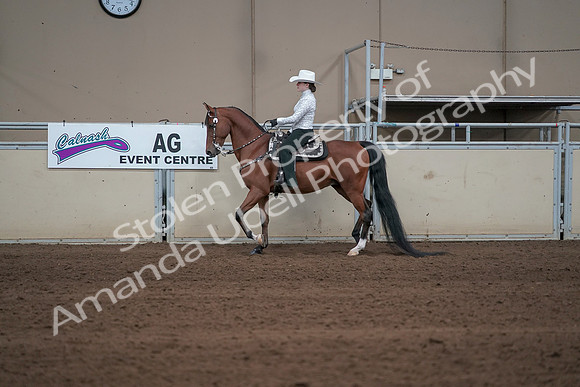 2019 Morgan Horse Show - Sept 01, 2019 - 06948