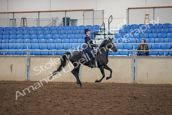 2019 Morgan Horse Show - Aug 30, 2019 - 12487