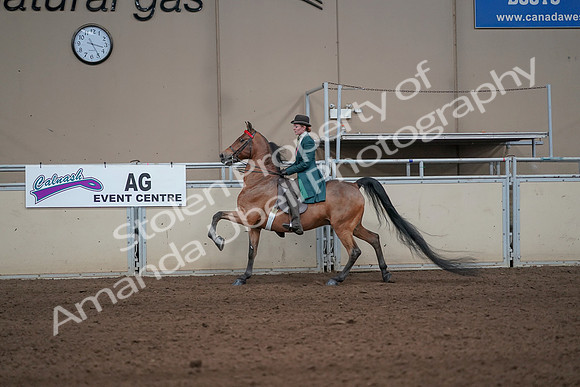 2019 Morgan Horse Show - Sept 01, 2019 - 13250