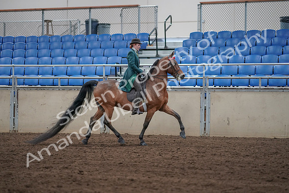 2019 Morgan Horse Show - Sept 01, 2019 - 13294