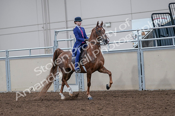 2020 - AB Morgan Horse - Fri, Sept 04 - 05220