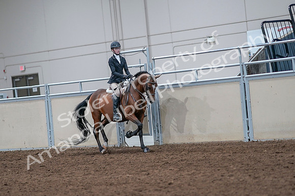 2020 - AB Morgan Horse - Fri, Sept 04 - 06097