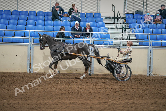 2020 - AB Morgan Horse - Sat, Sept 05 - 05857