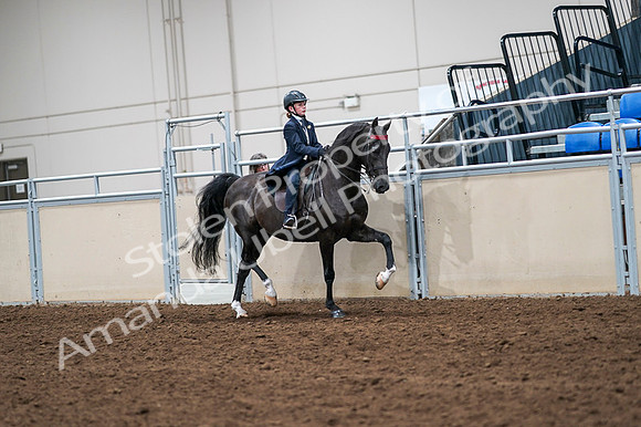 2020 - AB Morgan Horse - Fri, Sept 04 - 03124