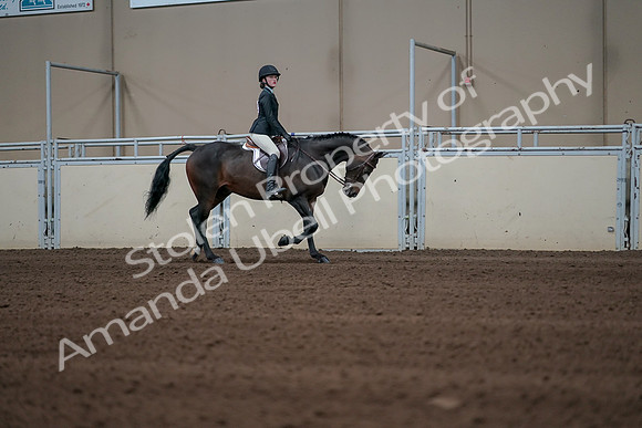 2019 Morgan Horse Show - Sept 01, 2019 - 03849