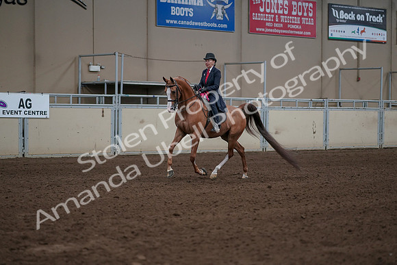 2019 Morgan Horse Show - Sept 01, 2019 - 12106