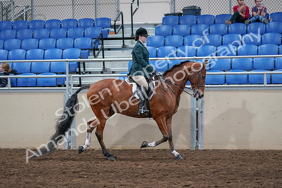 2020 - AB Morgan Horse - Sat, Sept 05 - 05189