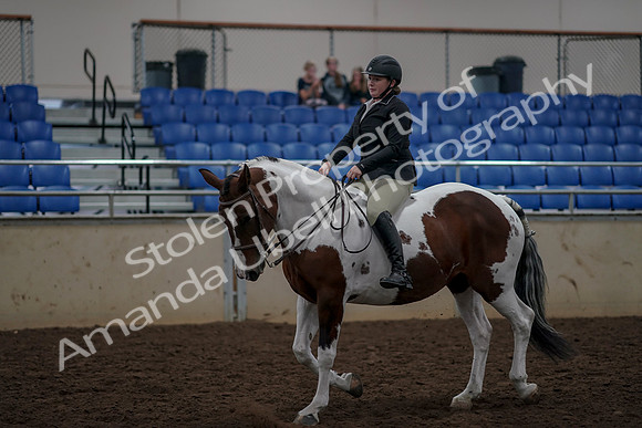 2019 Morgan Horse Show - Aug 30, 2019 - 31199