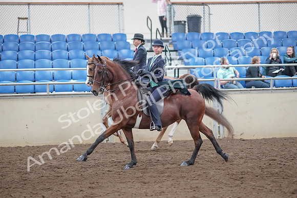 2019 Morgan Horse Show - Aug 31, 2019 - 08815