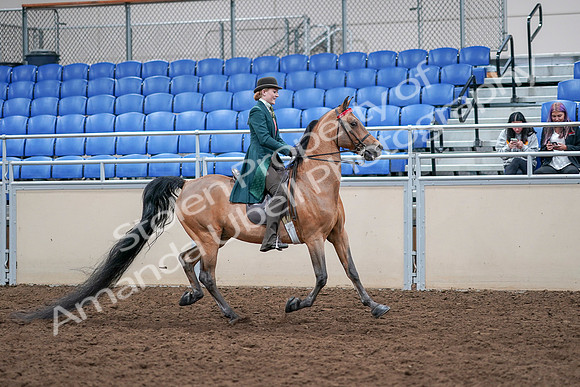 2020 - AB Morgan Horse - Sat, Sept 05 - 13885