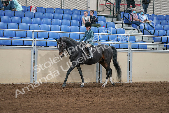 2020 - AB Morgan Horse - Fri, Sept 04 - 07732