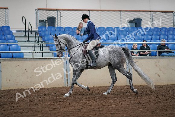 2019 Morgan Horse Show - Aug 30, 2019 - 16046