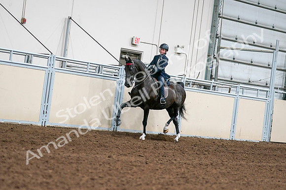 2020 - AB Morgan Horse - Fri, Sept 04 - 03192