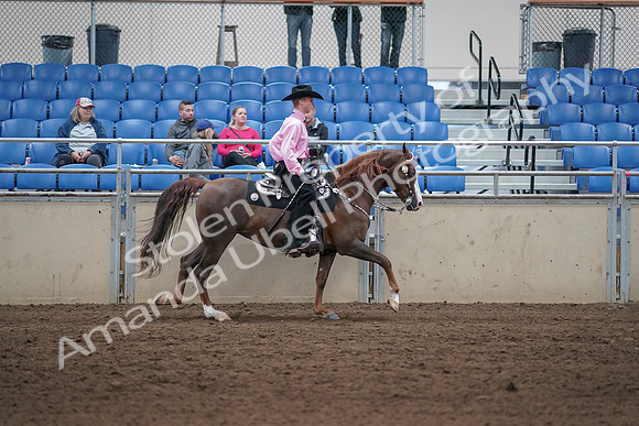2019 Morgan Horse Show - Sept 01, 2019 - 07062