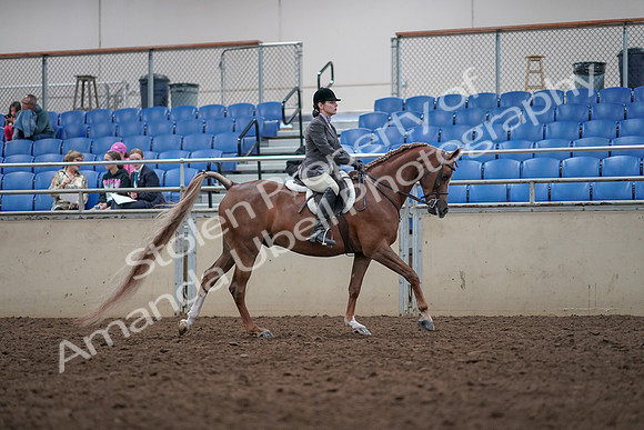 2019 Morgan Horse Show - Aug 31, 2019 - 16072