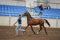 2020 - AB Morgan Horse - Sat, Sept 05 - 00534