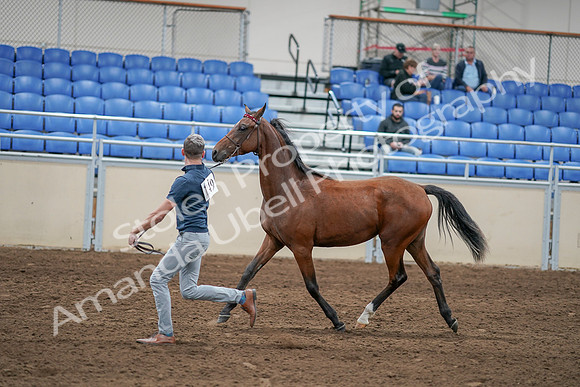2020 - AB Morgan Horse - Sat, Sept 05 - 00534