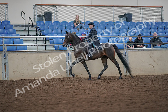 2019 Morgan Horse Show - Aug 30, 2019 - 15377