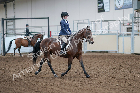 2020 - AB Morgan Horse - Fri, Sept 04 - 05969
