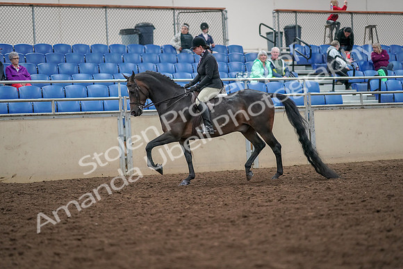 2019 Morgan Horse Show - Aug 30, 2019 - 19860