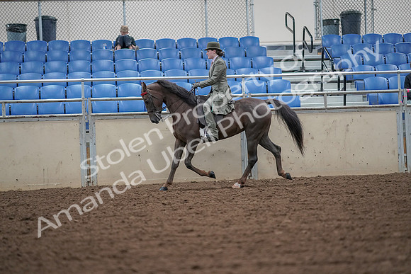 2019 Morgan Horse Show - Aug 30, 2019 - 15402