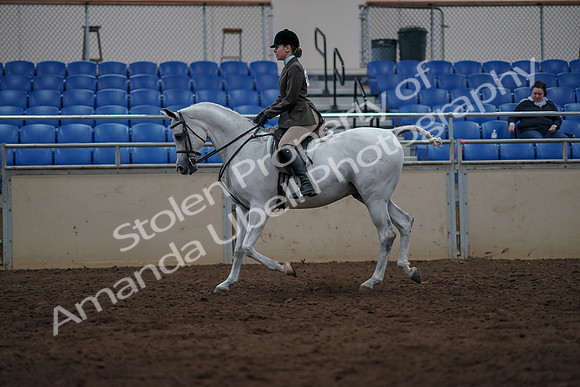 2019 Morgan Horse Show - Sept 01, 2019 - 08578