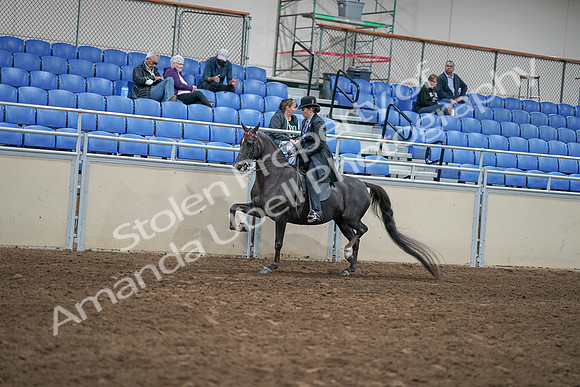 2020 - AB Morgan Horse - Sat, Sept 05 - 00828