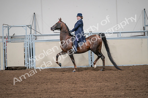 2020 - AB Morgan Horse - Fri, Sept 04 - 07960