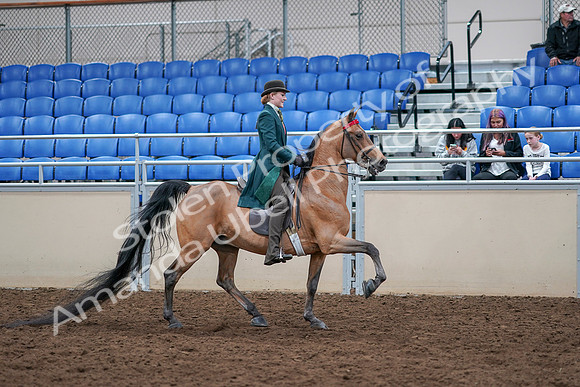 2020 - AB Morgan Horse - Sat, Sept 05 - 13889