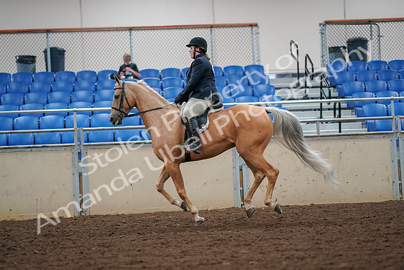 2019 Morgan Horse Show - Aug 30, 2019 - 16330