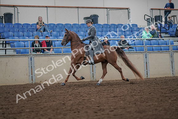 2019 Morgan Horse Show - Aug 30, 2019 - 15454