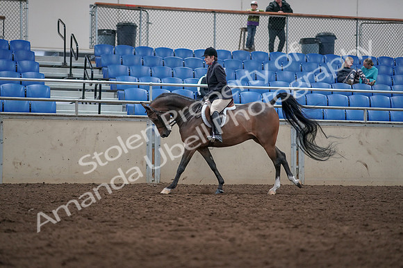 2019 Morgan Horse Show - Sept 01, 2019 - 08653